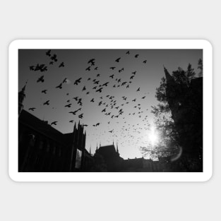 Pigeons flying over Torun city, Poland Sticker